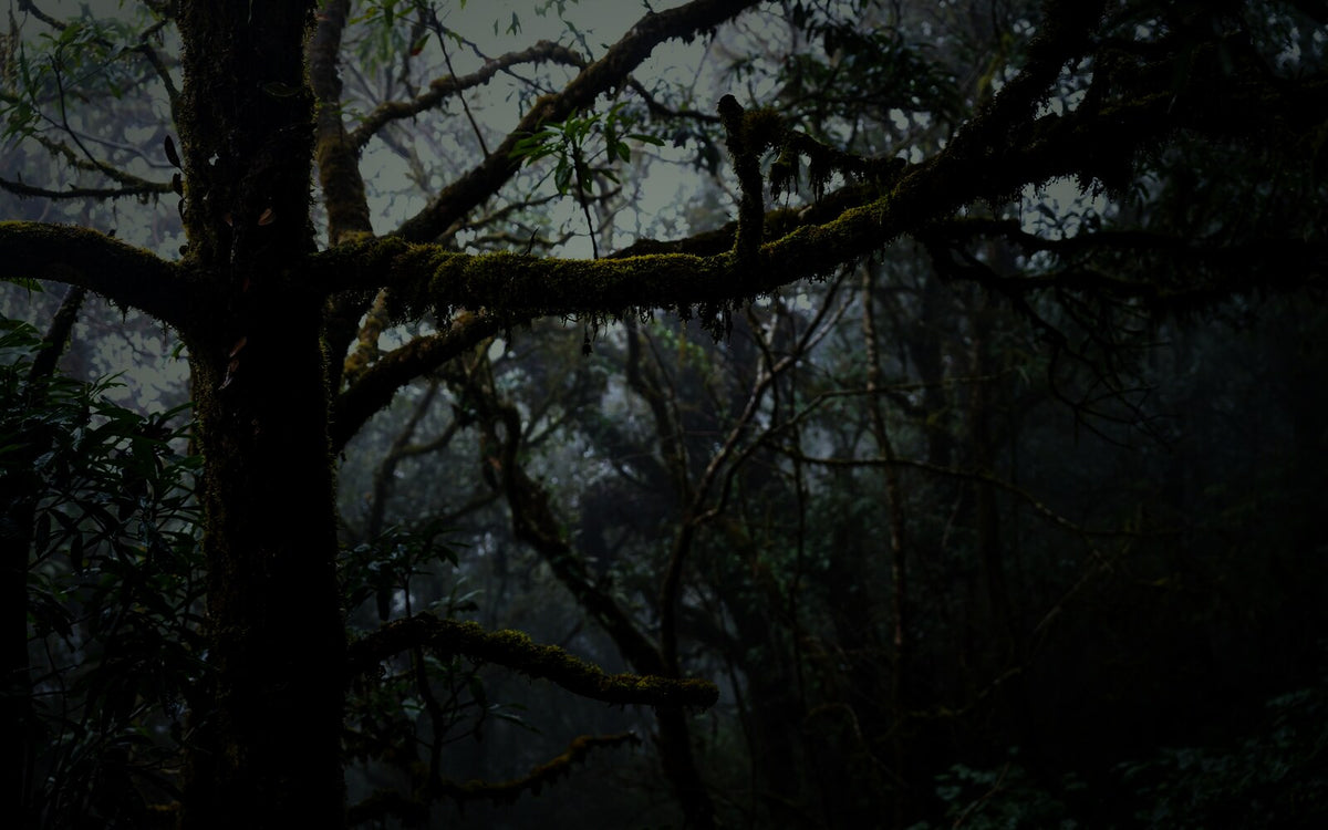 The Middle of Prythian