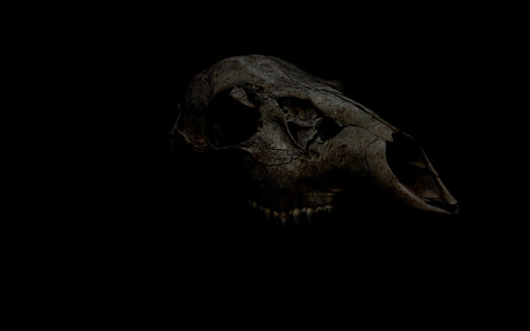 The Bone Carver
