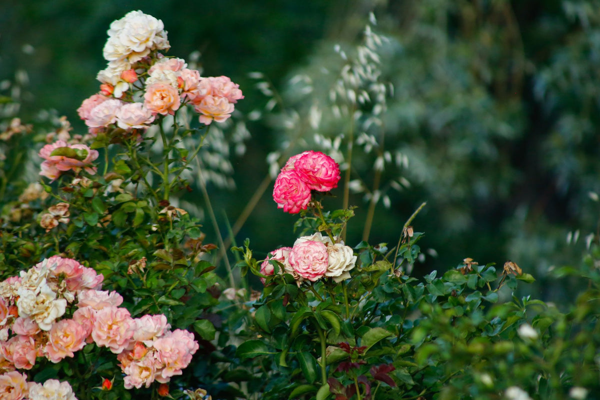 The Rose Garden