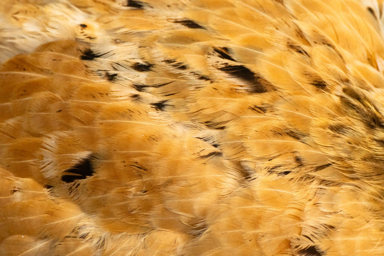 Gryphon